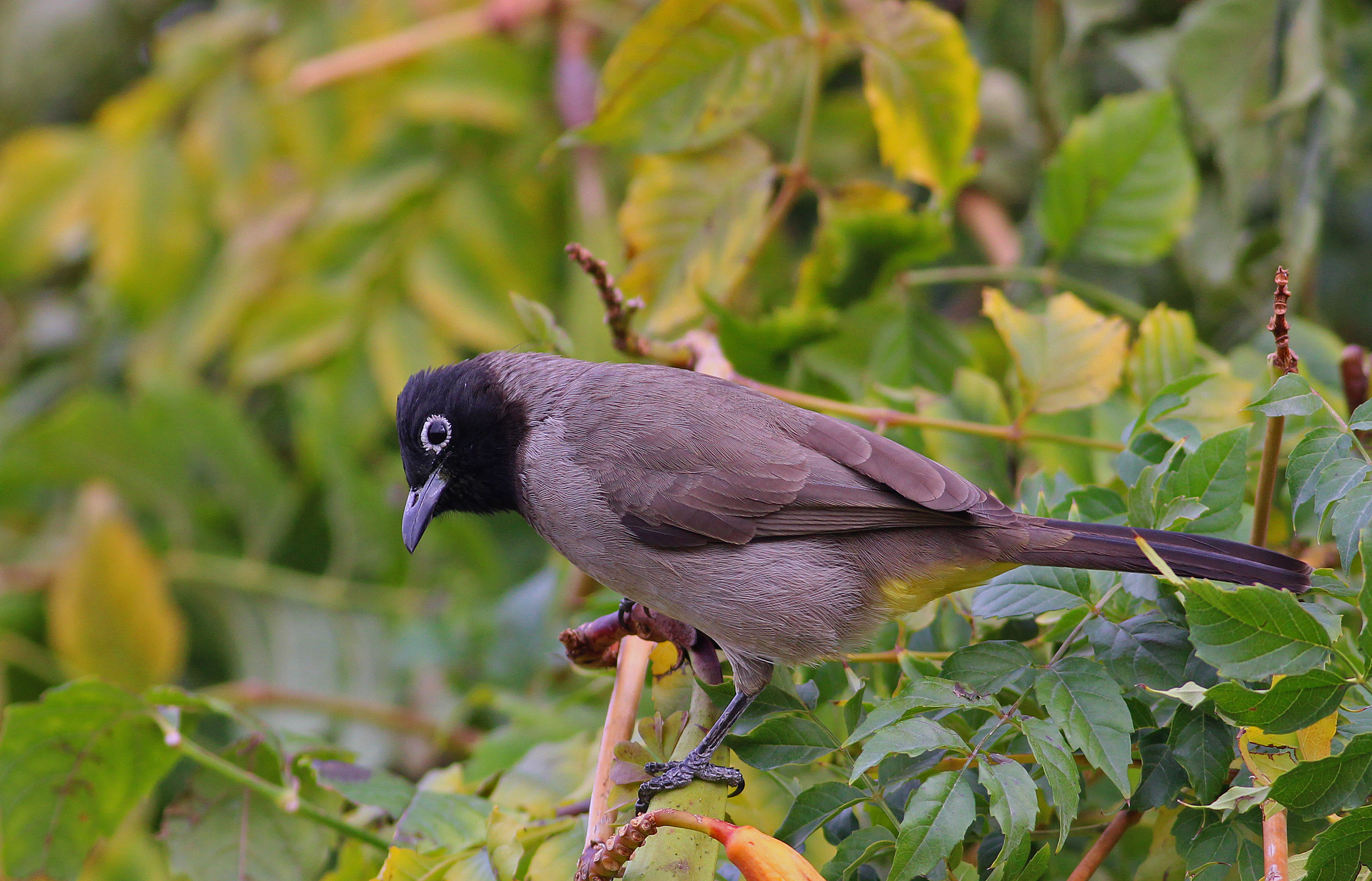 White-spectacled Bulbul